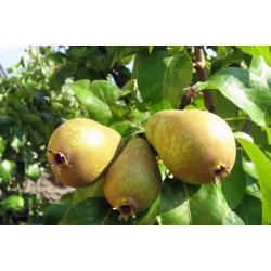 nasiona Grusza pospolita Pyrus communis szt5 Fore214