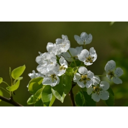 nasiona Grusza pospolita Pyrus communis szt5 Fore214