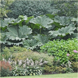 Nasiona Gunera największe liście szt.5 Nxx632