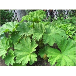 Nasiona Gunera największe liście szt.5 Nxx632