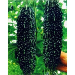 Nasiona Gurda Black Pearl szt.3 Nxx525