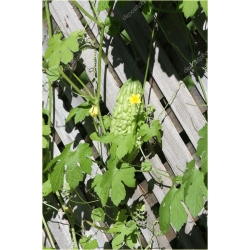 Nasiona Gurda Black Pearl szt.3 Nxx525