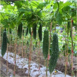 Nasiona Gurda Black Pearl szt.3 Nxx525