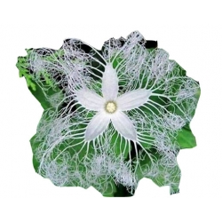 Nasiona Gurdlina ogórkowata jadalne warzywo smaczne szt.5 N548