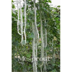 Nasiona Gurdlina ogórkowata szt.5 Nxx548