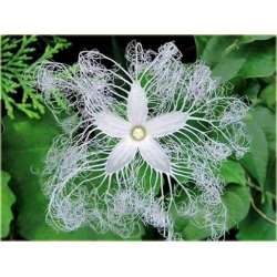 Nasiona Gurdlina ogórkowata szt.5 Nxx548