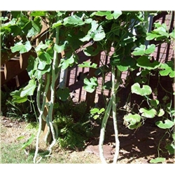 Nasiona Gurdlina ogórkowata szt.5 Nxx548