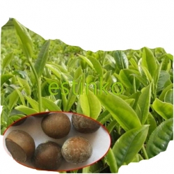 Nasiona Herbata zielona szt.3 N85