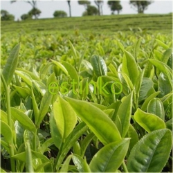 Nasiona Herbata zielona szt.3 Nxx85