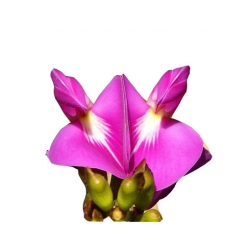 Nasiona. Hiacynt pnący różowe szt.5 N530