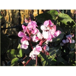 Nasiona Hiacynt pnący różowe szt.5 Nxx530