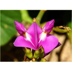 Nasiona Hiacynt pnący różowe szt.5 Nxx530