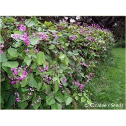 Nasiona Hiacynt pnący różowe szt.5 Nxx530