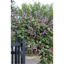 Nasiona Hiacynt pnący różowe szt.5 Nxx530