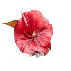 Nasiona Hibiskus bagienny mix szt.5 N125