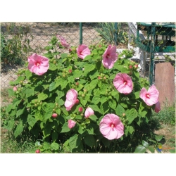 Nasiona Hibiskus bagienny mix  szt.5 Nxx125