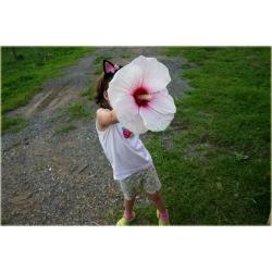 Nasiona Hibiskus bagienny mix  szt.5 Nxx125