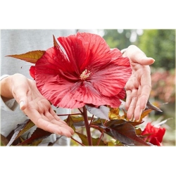 Nasiona Hibiskus bagienny mix  szt.5 Nxx125