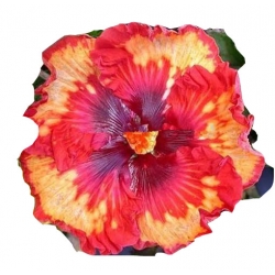 Nasiona Hibiskus czerwono-żółta 5 szt. N318