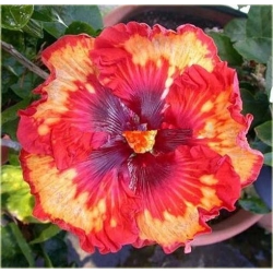 Nasiona Hibiskus czerwono-żółta 5 szt. Nxx318