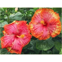 Nasiona Hibiskus czerwono-żółta 5 szt. Nxx318