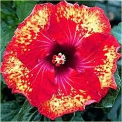 Nasiona Hibiskus czerwono-żółta 5 szt. Nxx318