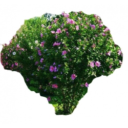 Nasiona Hibiskus ketmia lila-róż szt.5 N267