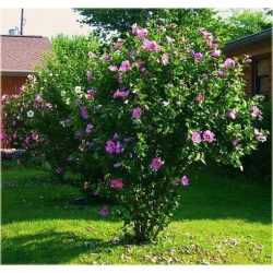 Nasiona Hibiskus ketmia lila-róż szt.5 Nxx267