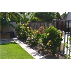 Nasiona Hibiskus ketmia lila-róż szt.5 Nxx267