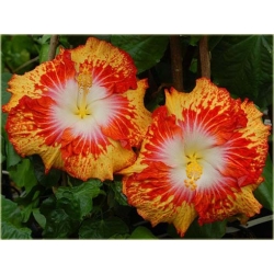 Nasiona Hibiskus pomarańcz-żółty szt.5 Nxx319