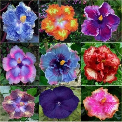 Nasiona Hibiskus pomarańcz-żółty szt.5 Nxx319