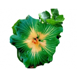 Nasiona Hibiskus zielona szt.5 N320