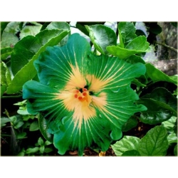 Nasiona Hibiskus zielona szt.5 Nxx320