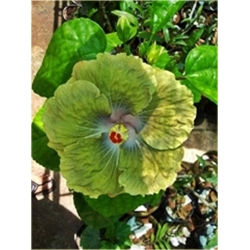 Nasiona Hibiskus zielona szt.5 Nxx320