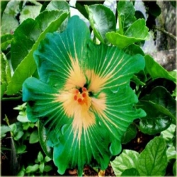 Nasiona Hibiskus zielona szt.5 Nxx320