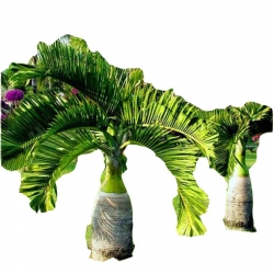 Nasiona Hioforba butelkowa palma szt.3 N433