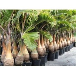 Nasiona Hioforba butelkowa palma szt.3 Nxx433