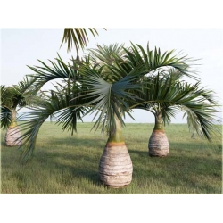 Nasiona Hioforba butelkowa palma szt.3 Nxx433