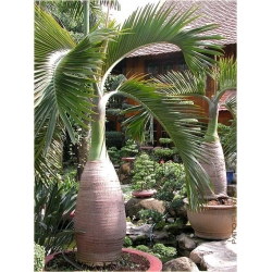 Nasiona Hioforba butelkowa palma szt.3 Nxx433