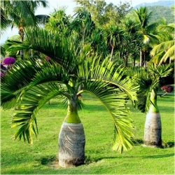 Nasiona Hioforba butelkowa palma szt.3 Nxx433