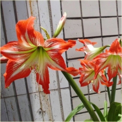 Nasiona Amarylis wspaniały szt.5 Nxx170