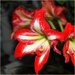 Nasiona Amarylis wspaniały szt.5 Nxx170