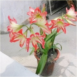 Nasiona Amarylis wspaniały szt.5 Nxx170