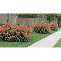 Nasiona Amarylis wspaniały szt.5 Nxx170