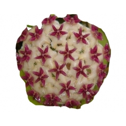 Nasiona Hoja mix szt.5 N174