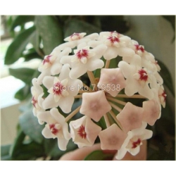 Nasiona Hoja mix szt.5 Nxx174