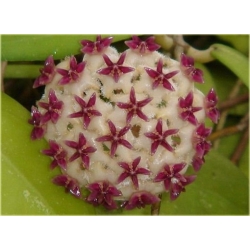 Nasiona Hoja mix szt.5 Nxx174