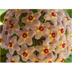 Nasiona Hoja mix szt.5 Nxx174