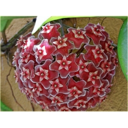 Nasiona Hoja mix szt.5 Nxx174