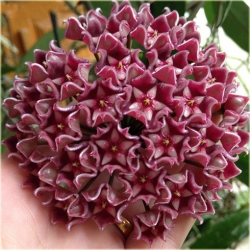 Nasiona Hoja mix szt.5 Nxx174